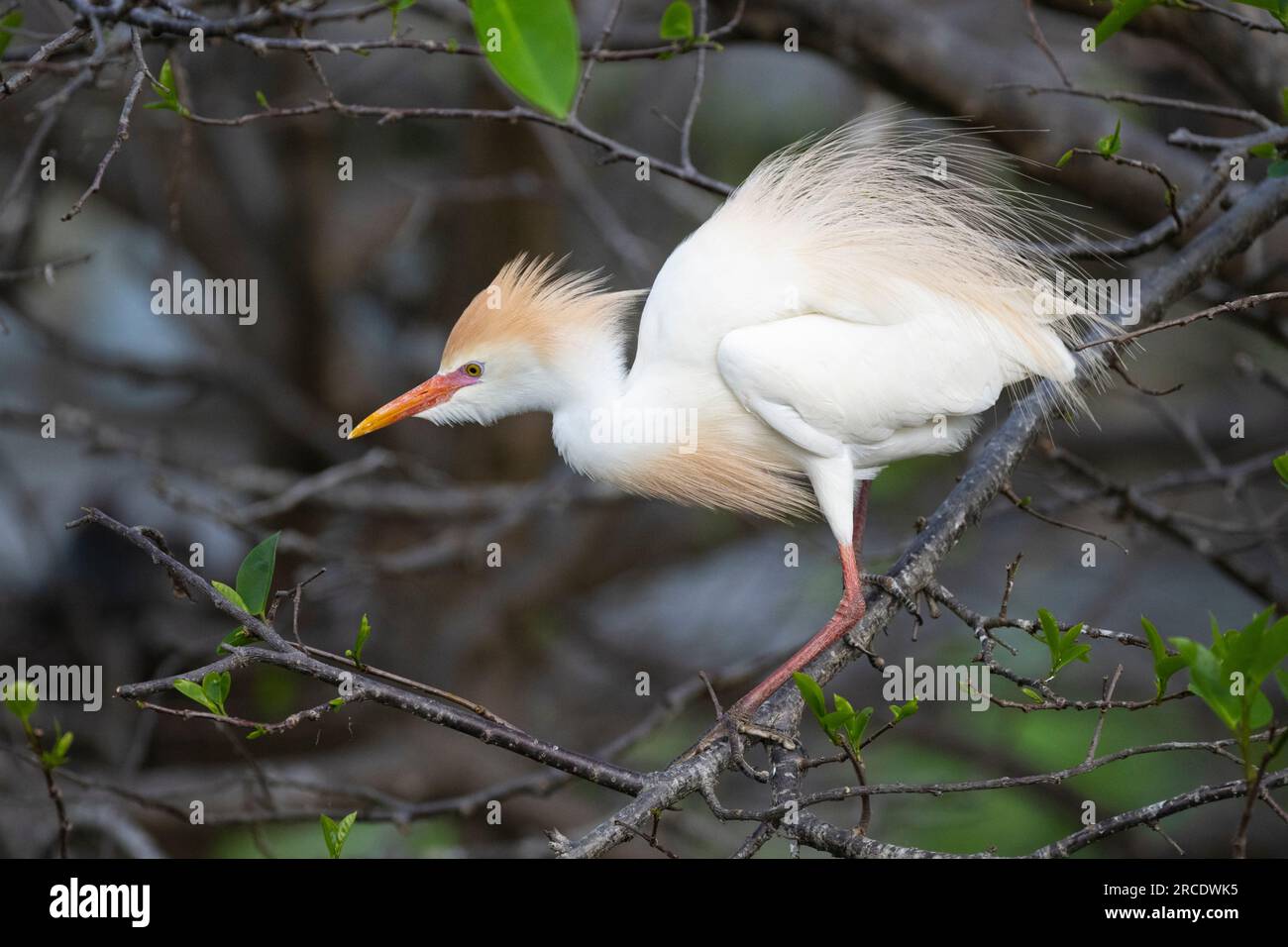 Egret de bétail (Bubulcus ibis). Wakodahatchee Wetlands, comté de Palm Beach, Floride. Banque D'Images