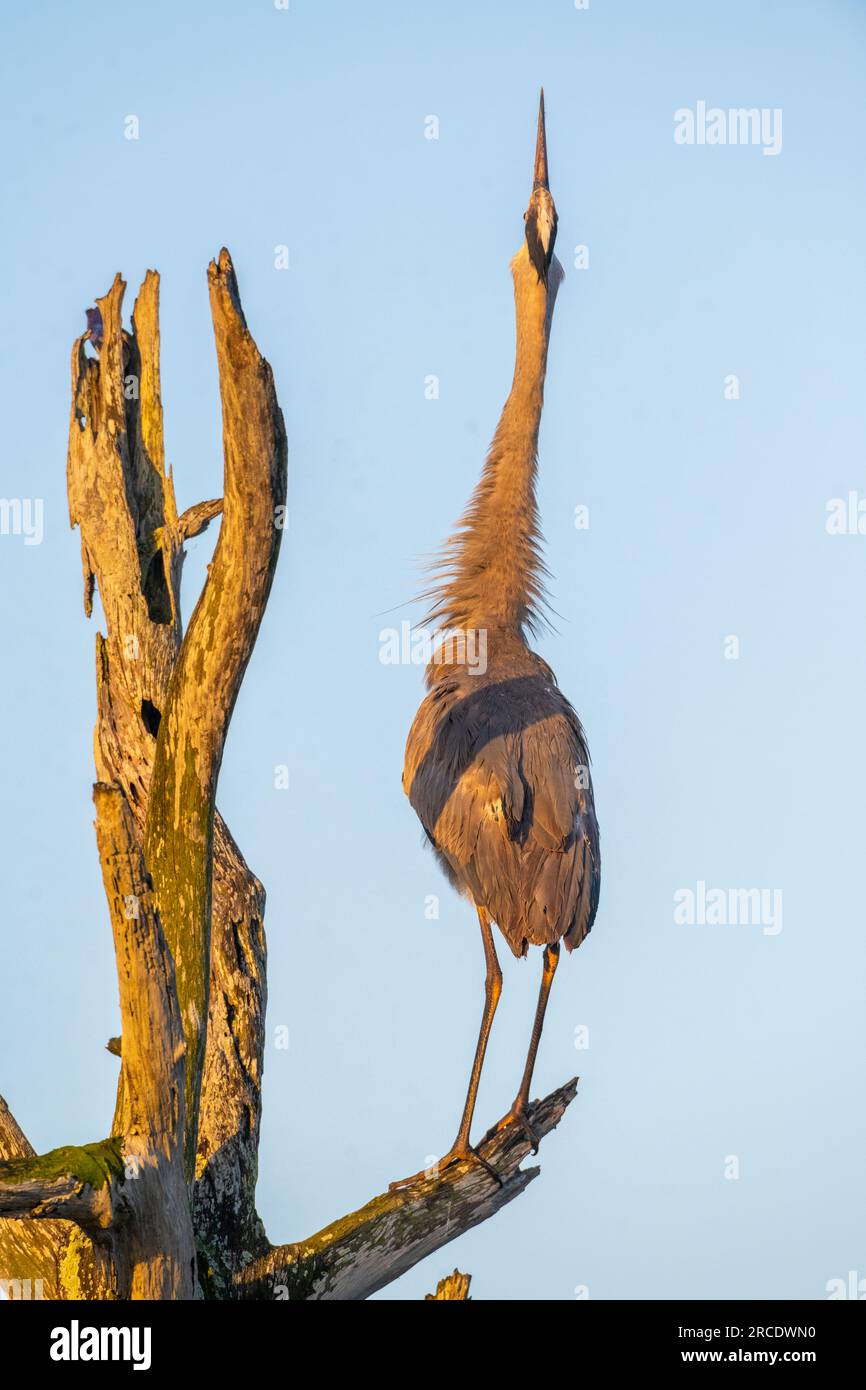 Grand héron bleu (Ardea herodias). Green Cay Wetlands, comté de Palm Beach, Floride. Banque D'Images