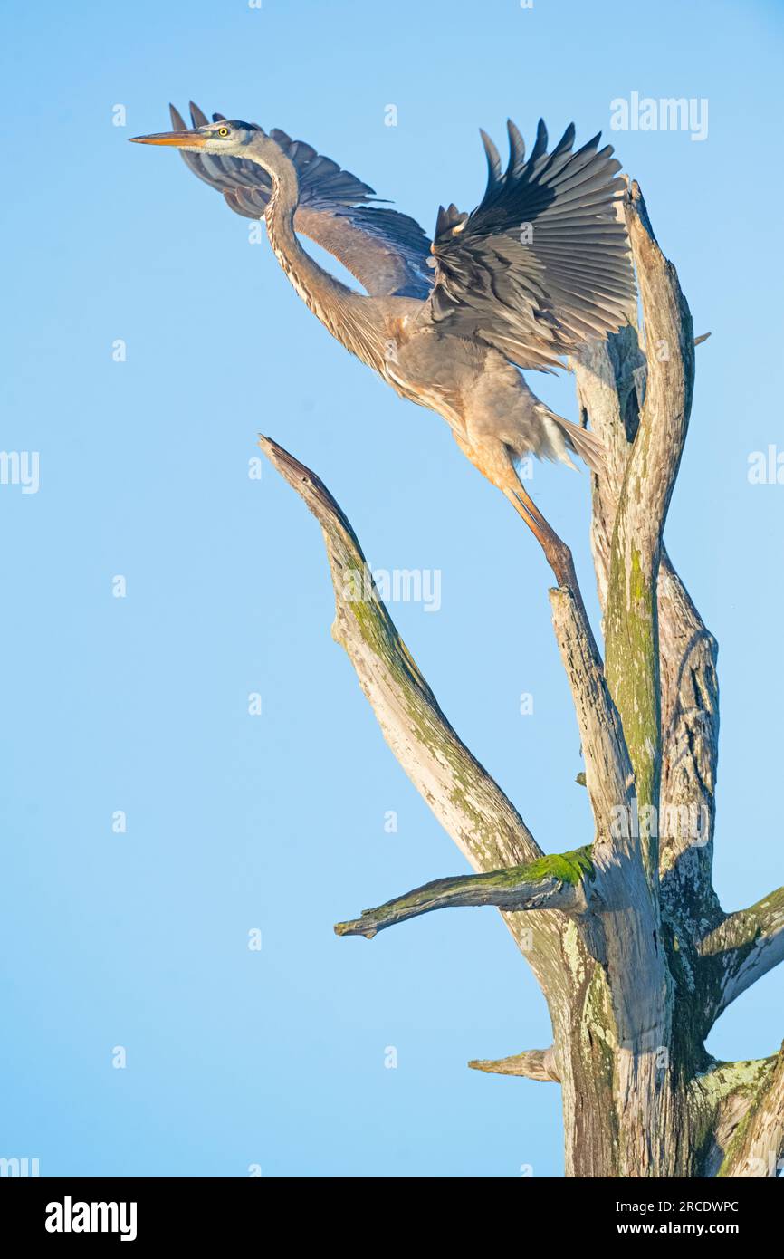 Grand héron bleu (Ardea herodias). Green Cay Wetlands, comté de Palm Beach, Floride. Banque D'Images Grand héron bleu (Ardea herodias). Green Cay Wetlands, comté de Palm Beach, Floride. Banque D'Images