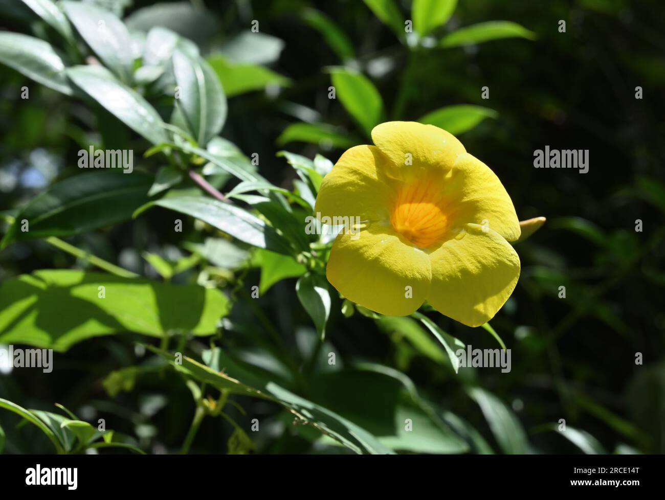 Une fleur de couleur jaune a fleuri sur la vigne jaune Allamanda (Allamanda cathartica), la fleur est à la lumière directe du soleil Banque D'Images