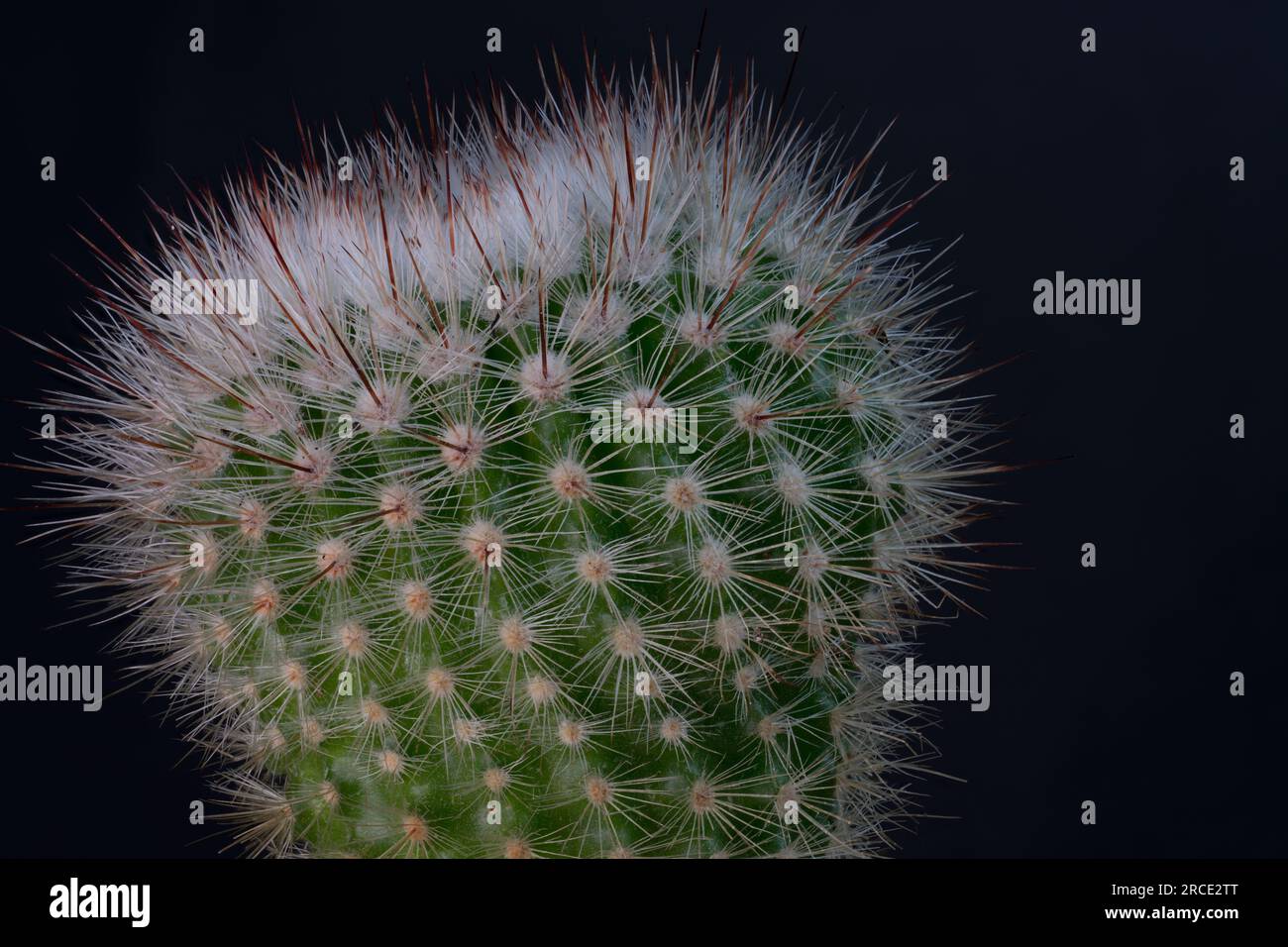 Cactus vert avec des épines blanches en gros plan Banque D'Images