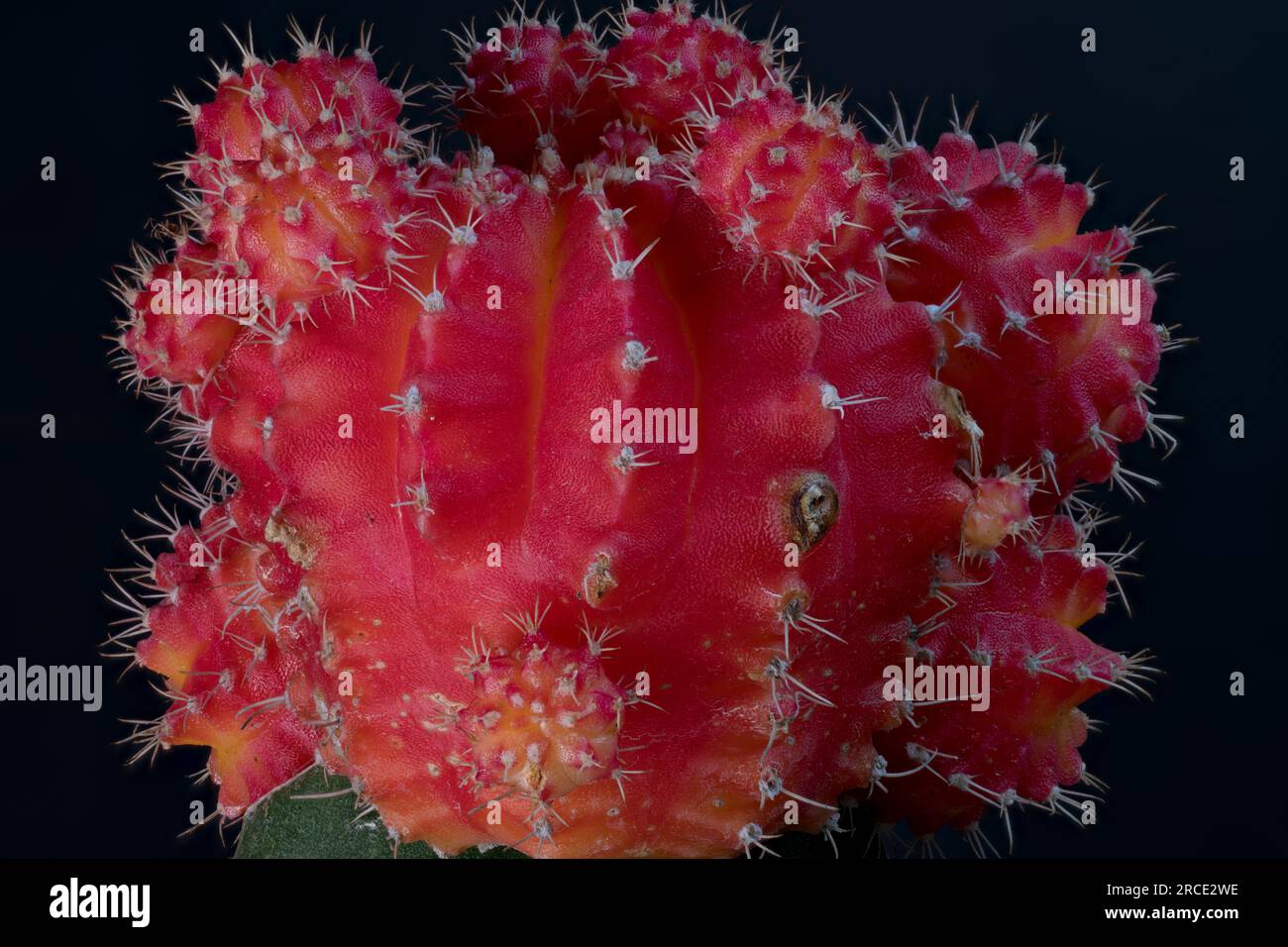 Cactus rouge gros plan en haute résolution Banque D'Images