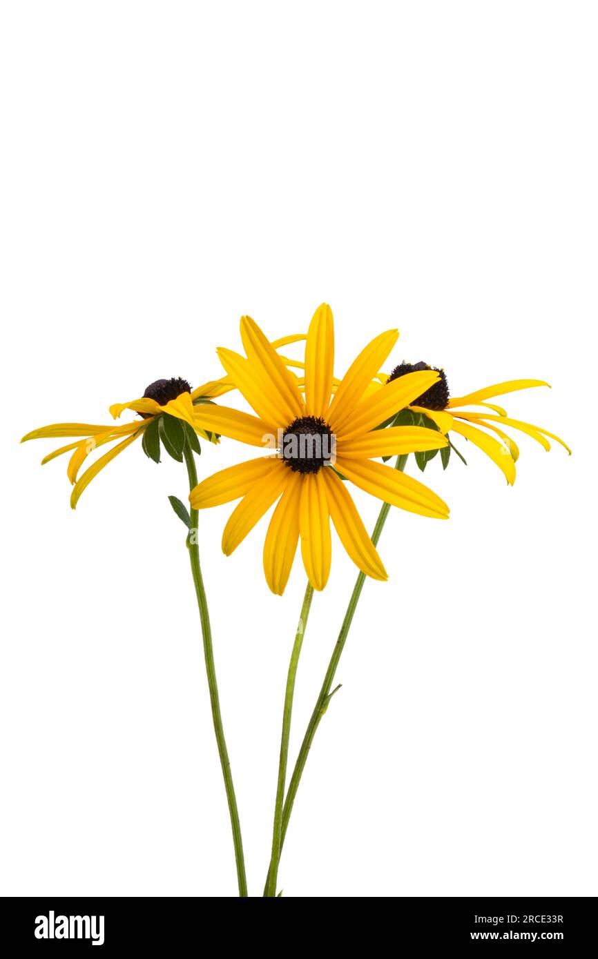 fleur de rudbeckia isolée sur fond blanc Banque D'Images