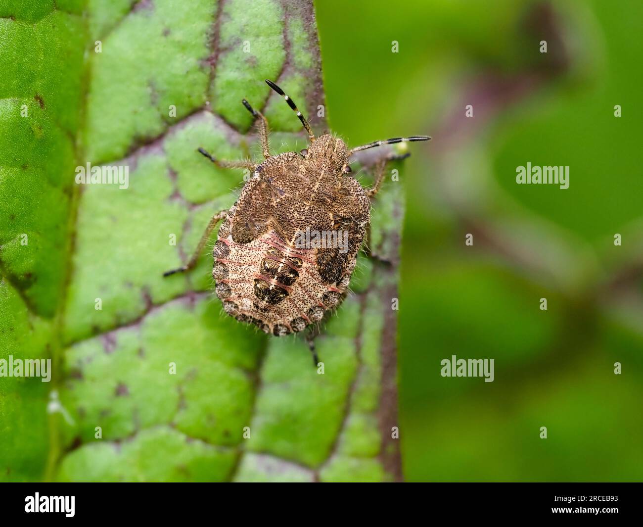 Nymphe de stade final de la paresseuse ou truffée poilue, Dolycoris baccarum, dans un jardin du Royaume-Uni Banque D'Images Nymphe de stade final de la paresseuse ou truffée poilue, Dolycoris baccarum, dans un jardin du Royaume-Uni Banque D'Images