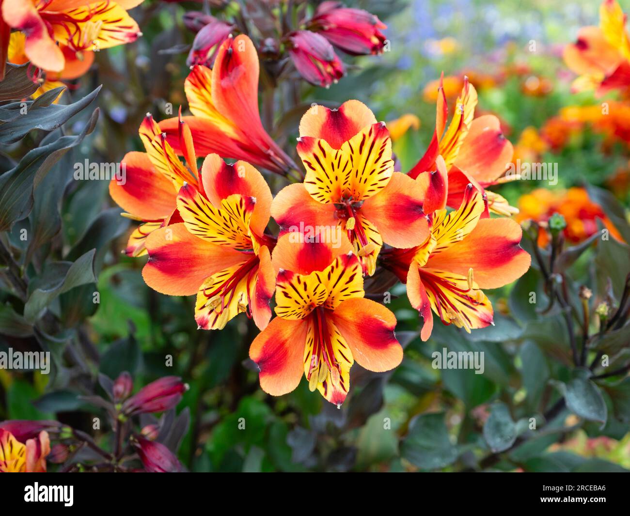 Fleurs orange vif et jaune du lys péruvien à feuilles foncées, Alstroemeria 'Indian Summer' Banque D'Images
