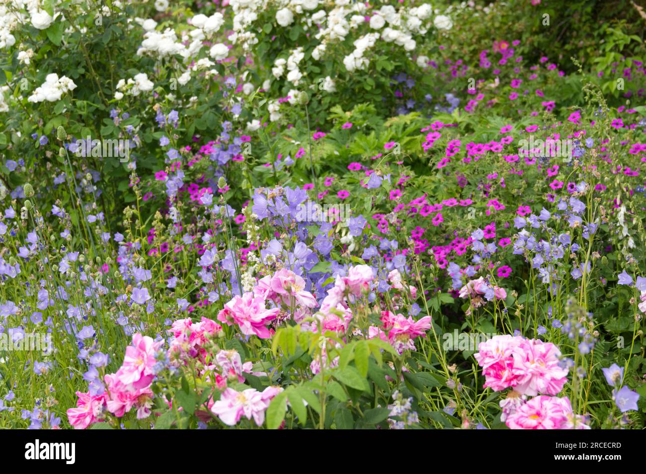 Belle bordure de jardin d'été avec de vieilles roses, y compris Rosa Mundi, géraniums robustes, fleurs bleues campanula persicfolia UK juin Banque D'Images