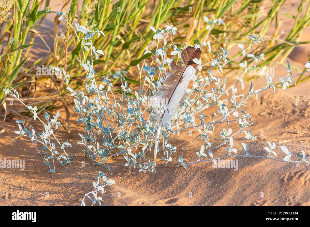 Plumes et motifs sur les dunes de sable en Namibie Banque D'Images