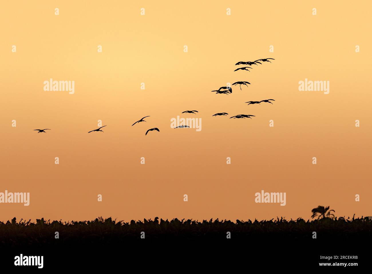 Un troupeau d'ibises, silhouettés contre le ciel au crépuscule, volant le long du Nil près de Louxor Banque D'Images