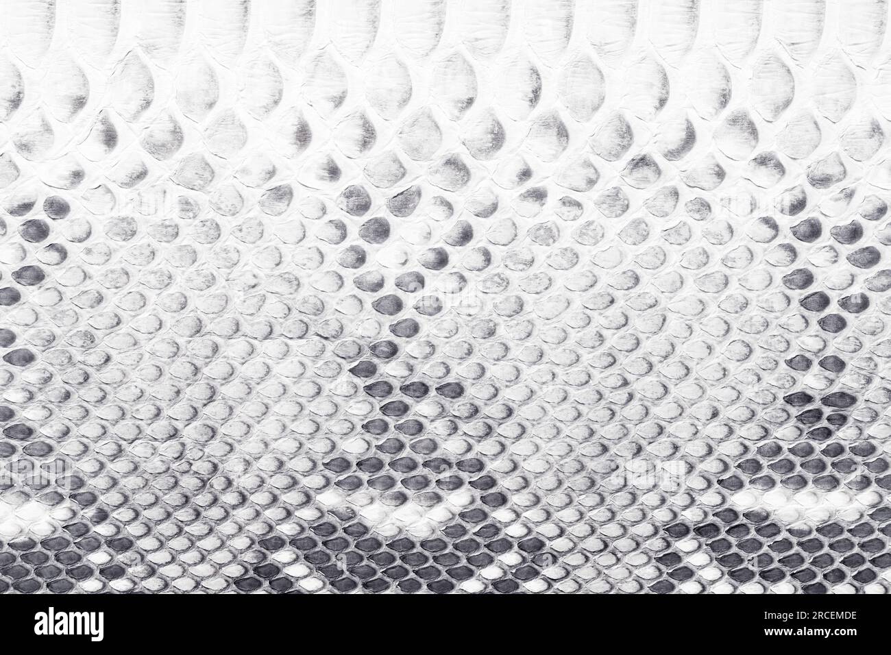 Peau de serpent naturelle comme arrière-plan, texture python noir et blanc Banque D'Images
