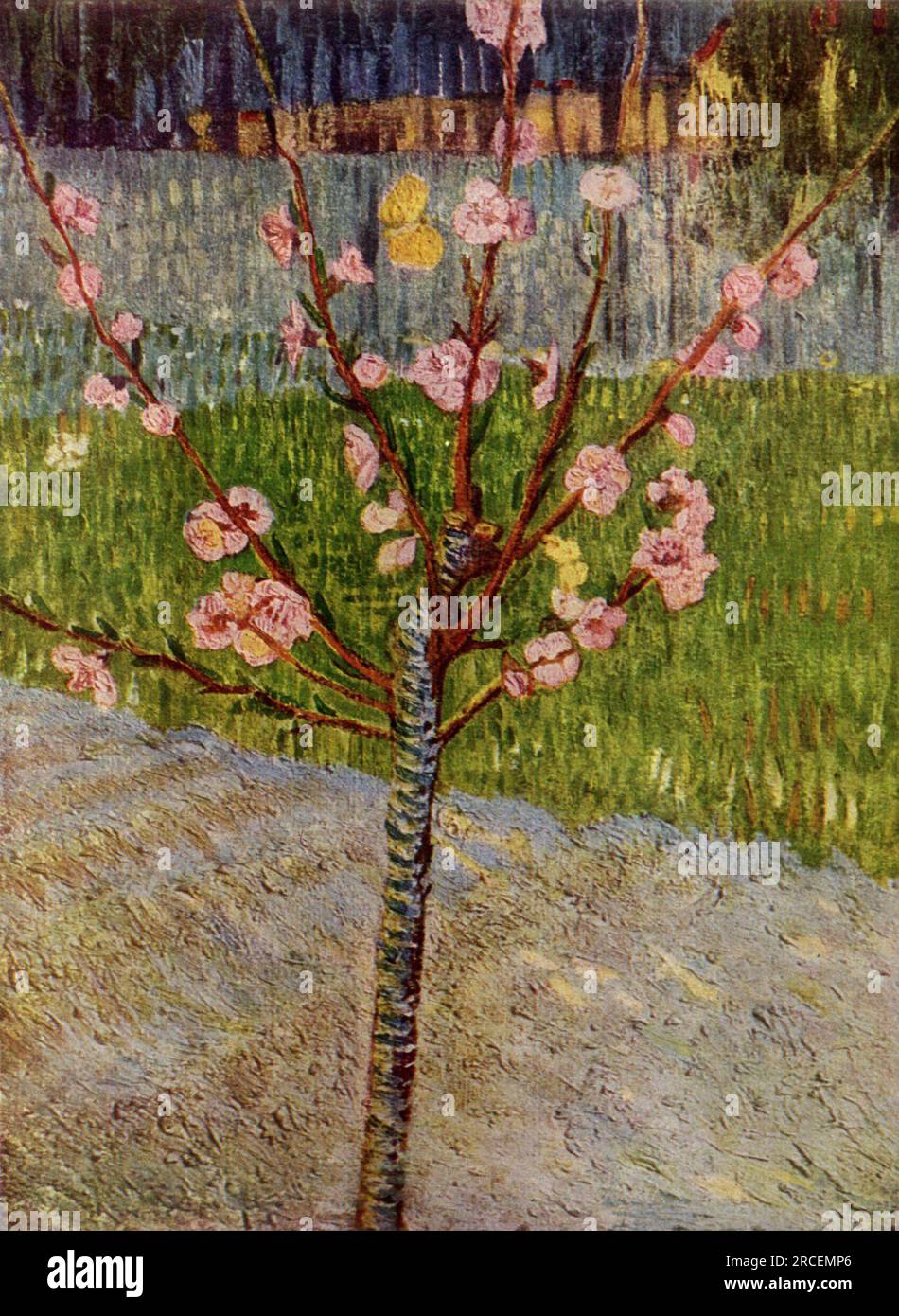 Amandier en fleurs 1888 ; Arles, Bouches-du-Rhône, France de Vincent van Gogh Banque D'Images