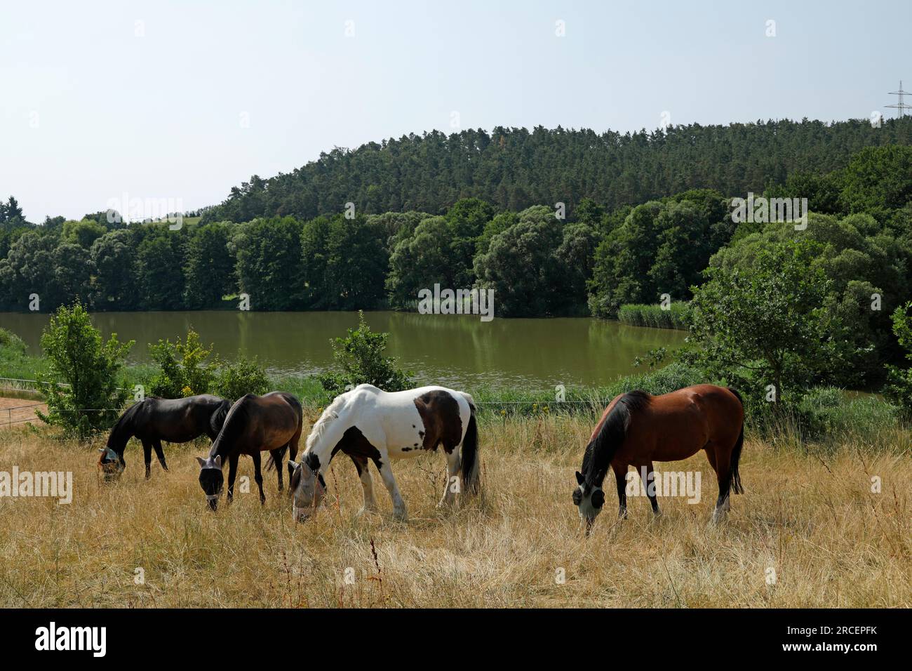 Chevaux pâturant devant le lac, Priesendorf, Oberfranken, Bavière, Allemagne Banque D'Images