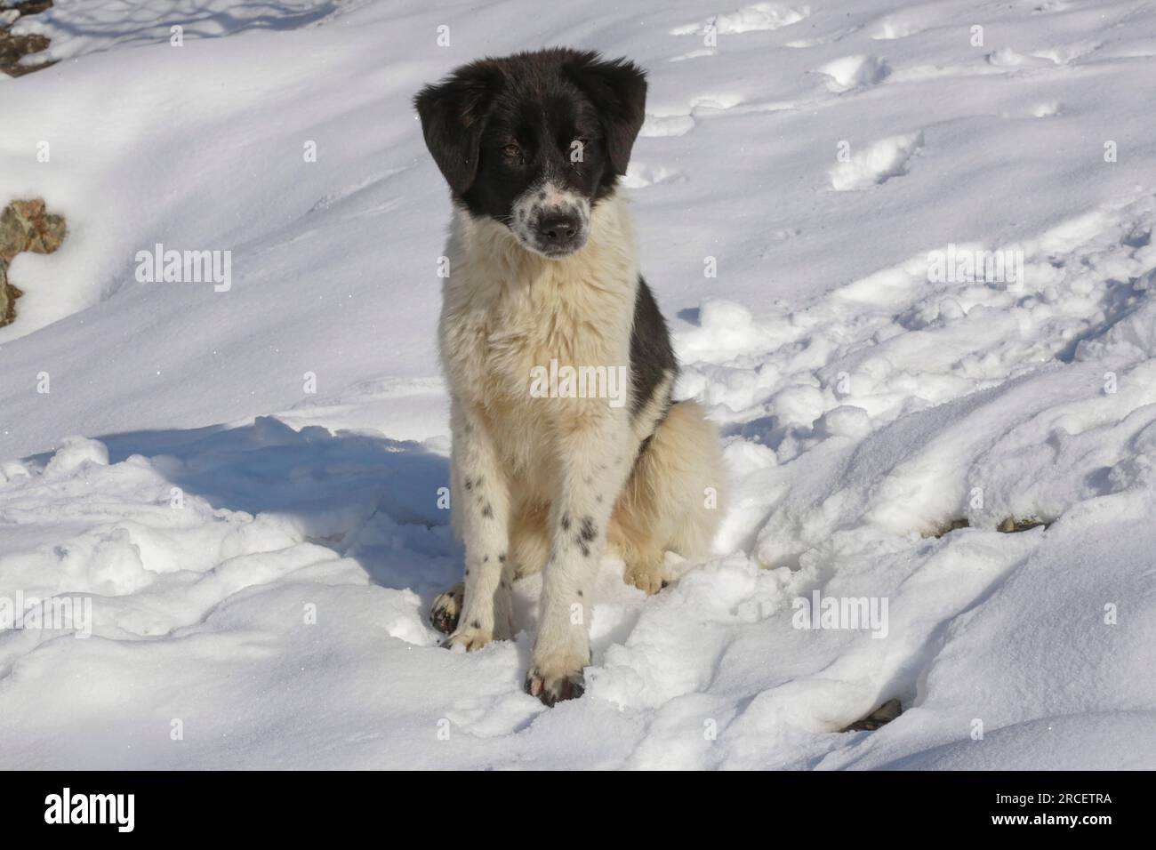 Lorsque le soleil se lève, les chiens errants viennent aux humains sur le sentier de randonnée allant du village de Darband au pic de Tochal parce qu'ils prennent toujours la nourriture des passants à Banque D'Images