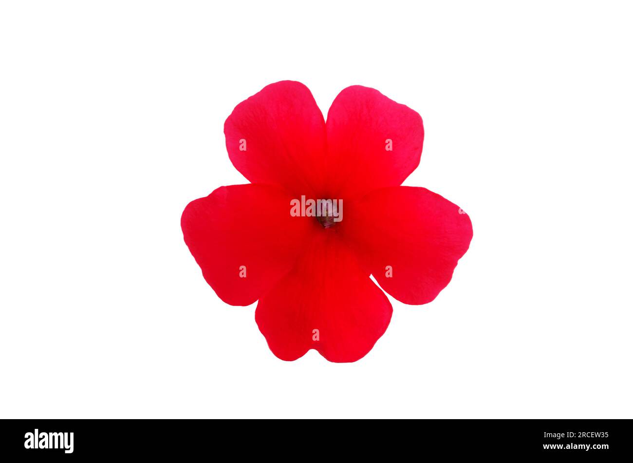 fleur de verveine rouge isolée sur fond blanc Banque D'Images