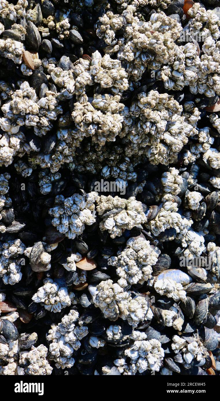 Animaux marins Barnacles Cirripedia et moules Mytilus edulis attaché à un poteau en bois Everett Marina Seattle Washington State USA Banque D'Images