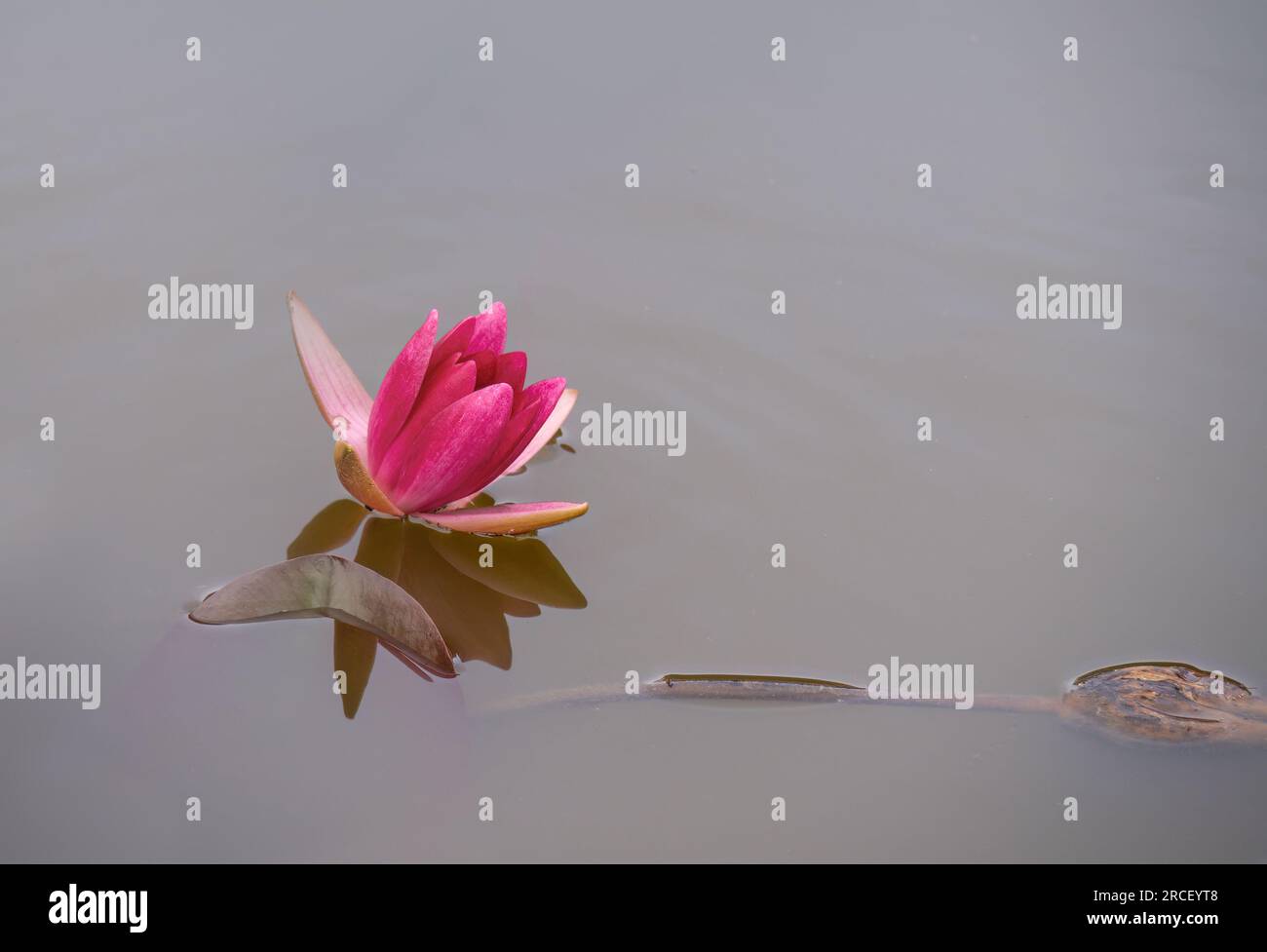 Vue sur le bas niveau du bourgeon de fleur de nénuphar rose dans l'étang. Banque D'Images