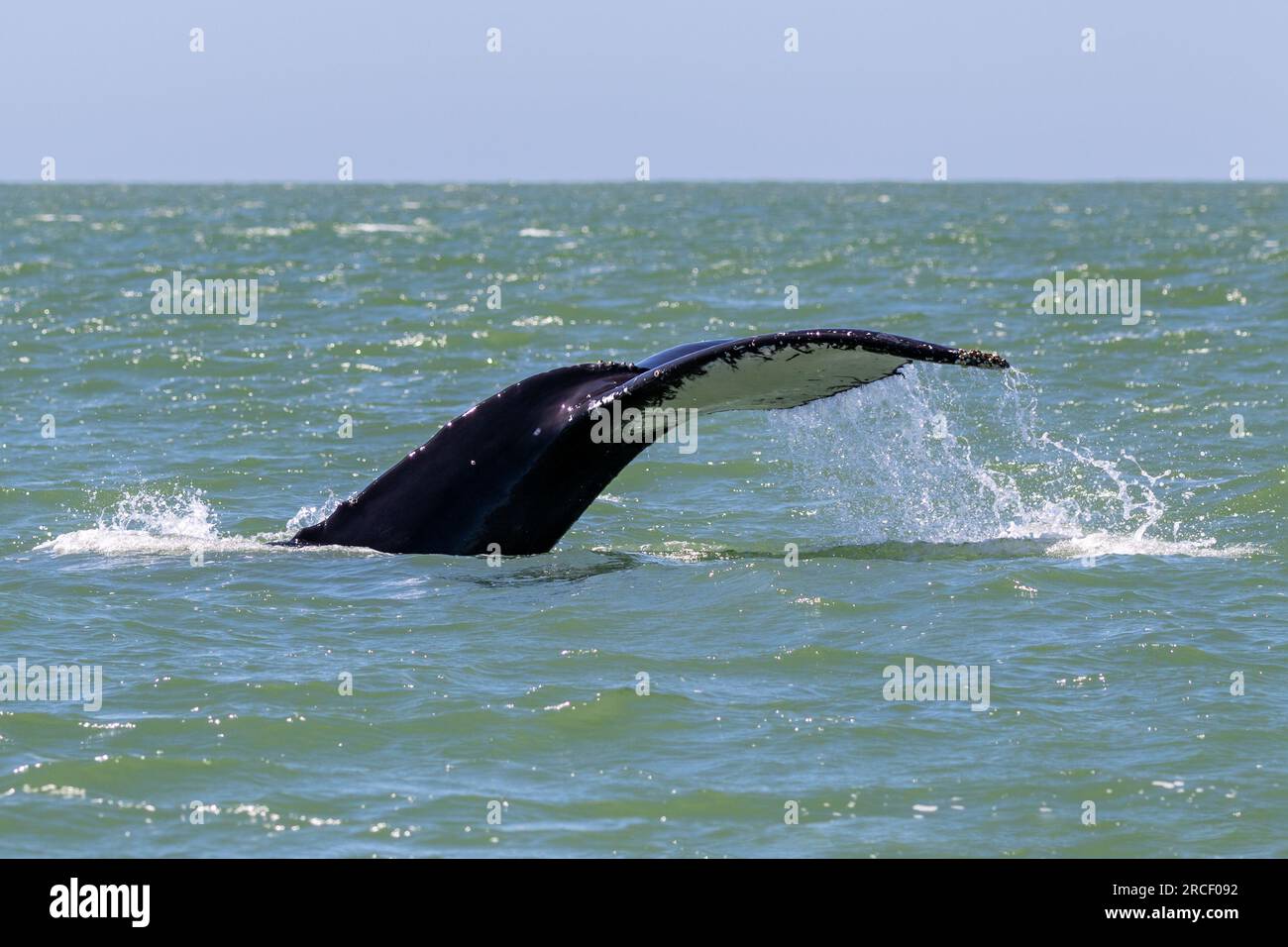 Gros plan du cerf à queue noire (Odocoileus hemionus columbianus), dans le parc d'État de Pfeiffer Big sur. Regarder la caméra. Forêt en arrière-plan. Banque D'Images