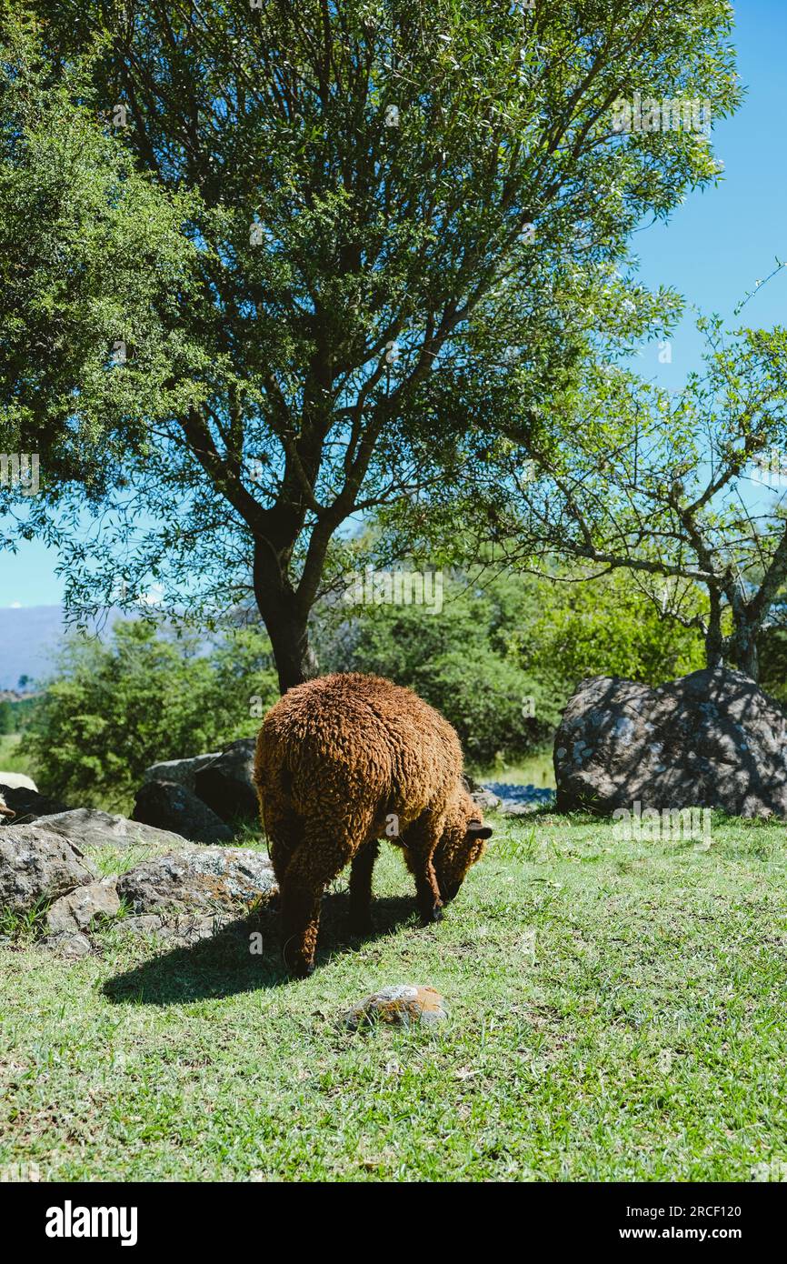 Mignon mouton brun paissant sur une journée ensoleillée dans une prairie de montagne. Animal gratuit dans un beau paysage d'été de champ d'herbe et d'arbres Banque D'Images