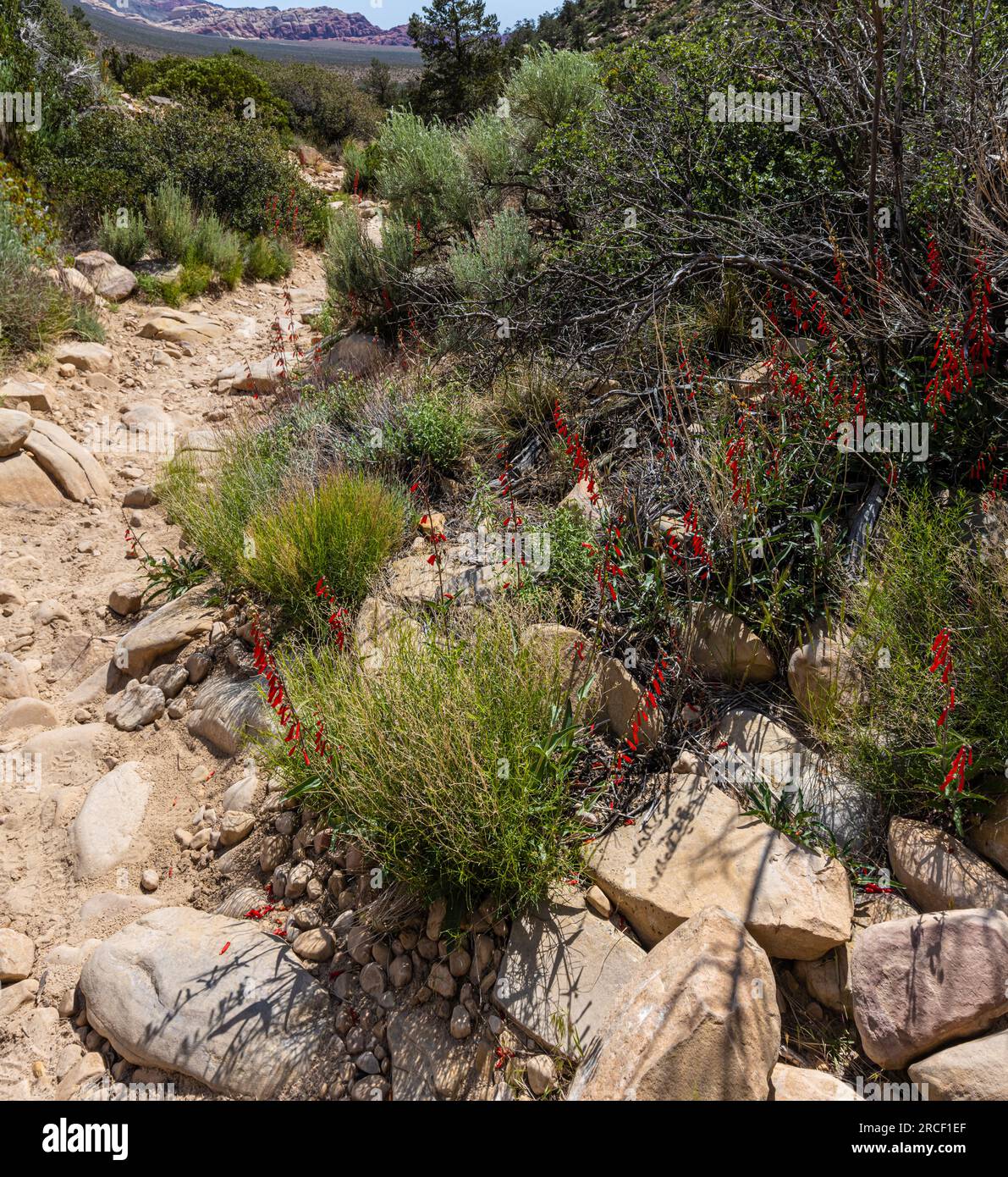 Fleurs de pétard sur le sentier Ice Box Canyon, Red Rock Canyon National conservation Area, Nevada, États-Unis Banque D'Images