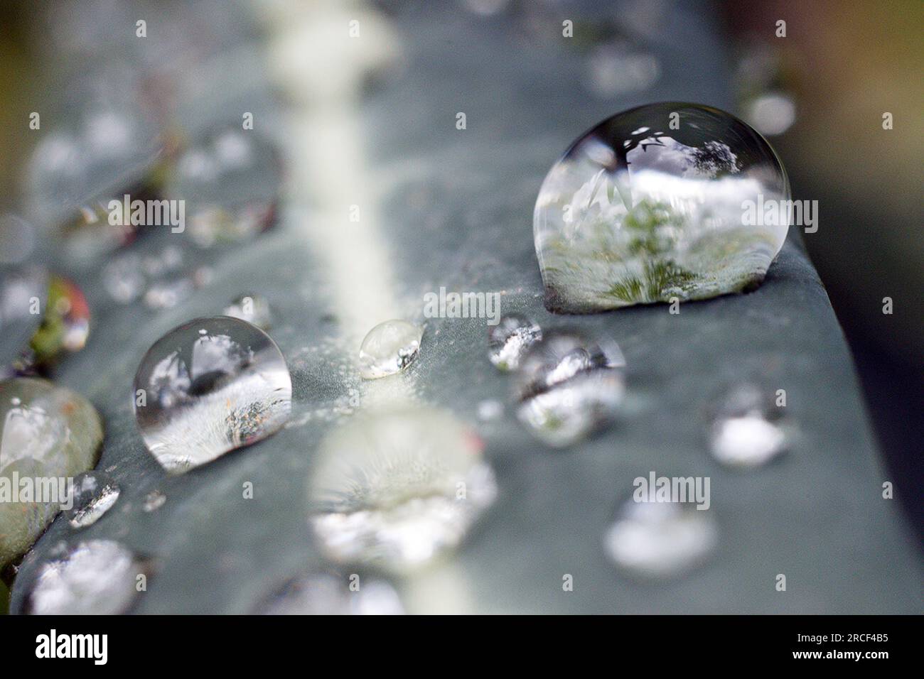 Gouttelettes d'eau sur la branche foliaire en gros plan Banque D'Images