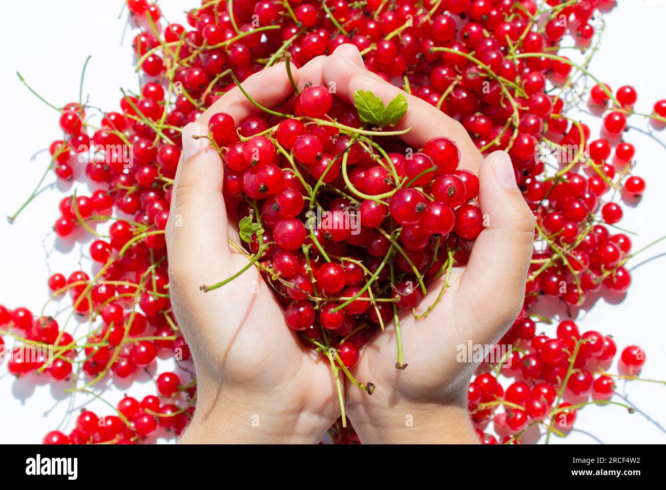 Vue de dessus des mains qui tiennent la récolte de baies rouges. Banque D'Images