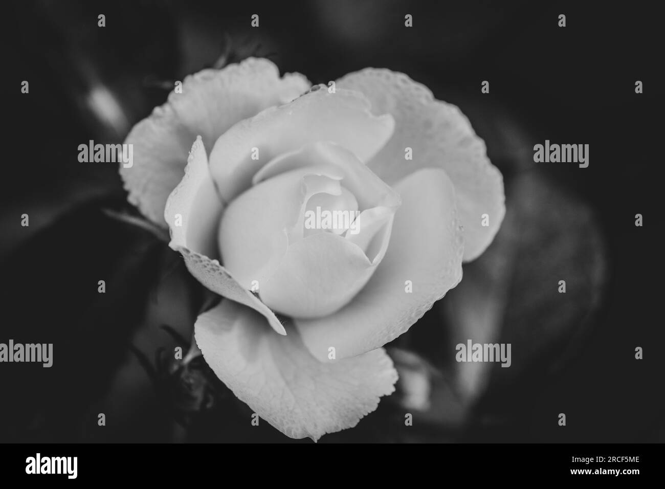 Photo unique en gros plan de la fleur dans le parc Banque D'Images