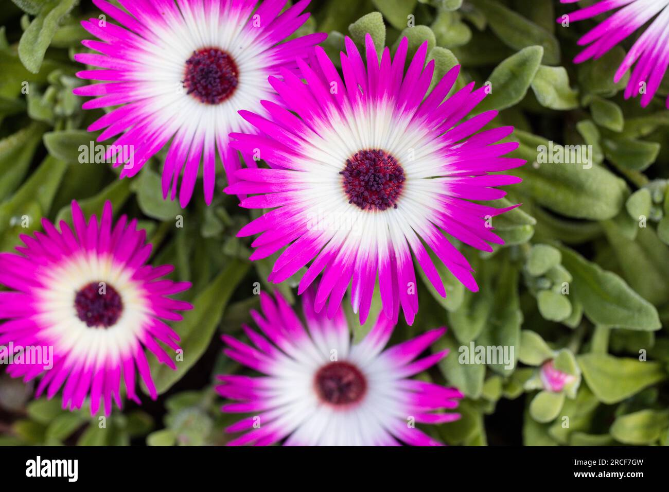 Fleurs pétales feuilles plantes végétation Kenya afrique de l'est Banque D'Images