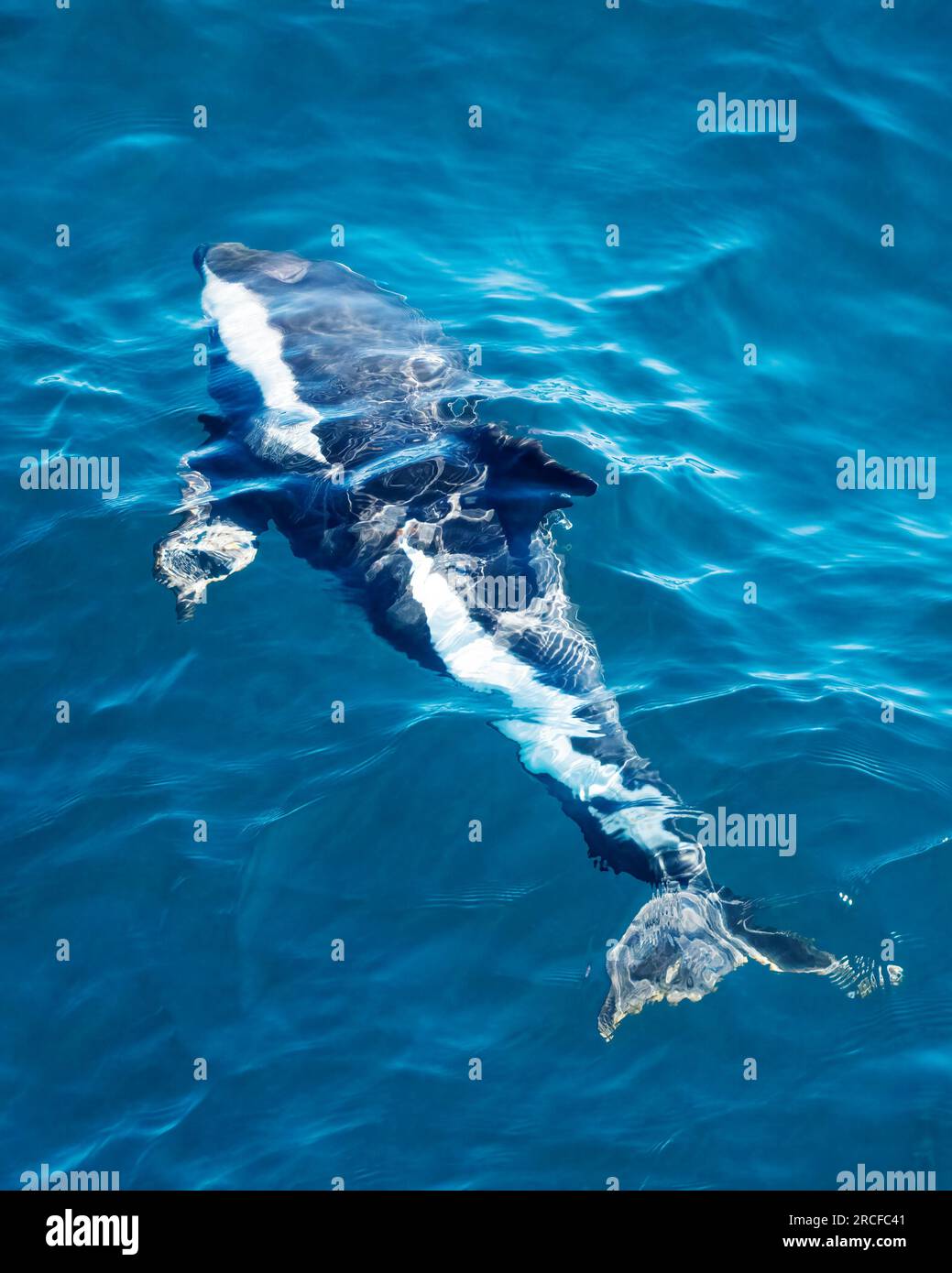Un dauphin sablier adulte, Lagenorhynchus cruciger, fait surface dans le canal Beagle, en Argentine. Banque D'Images