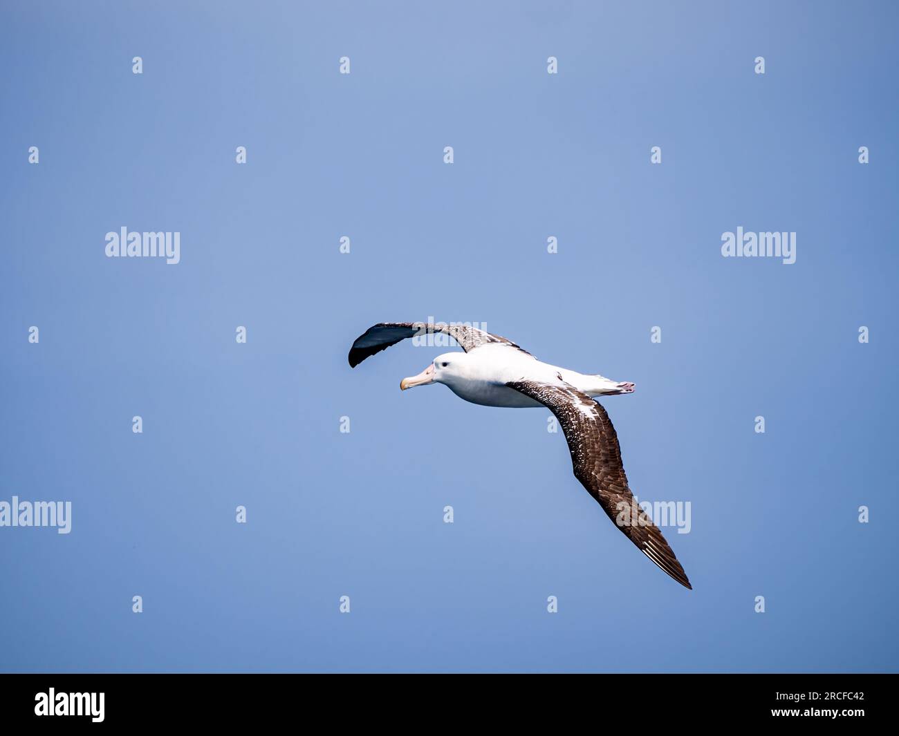 Un adulte errant albatros, Diomedea exulans, en vol dans le passage de Drake, Argentine. Banque D'Images