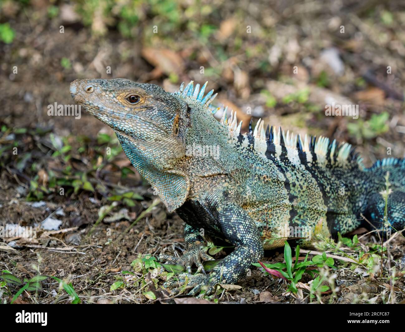 Un iguane adulte à queue épineuse noire, Ctenosaura similis, sur le sol de l'île Barro Colorado, Panama. Banque D'Images