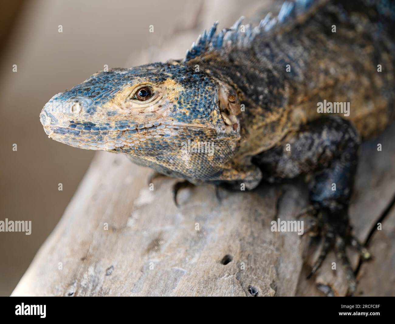 Un iguane adulte à queue épineuse noire, Ctenosaura similis, sur le sol de l'île Barro Colorado, Panama. Banque D'Images