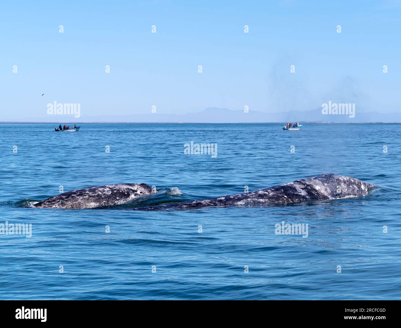 Baleines grises de Californie, Eschrichtius robustus, surfaçant dans le lagon de San Ignacio, Basse-Californie du Sud, Mexique. Banque D'Images Baleines grises de Californie, Eschrichtius robustus, surfaçant dans le lagon de San Ignacio, Basse-Californie du Sud, Mexique. Banque D'Images