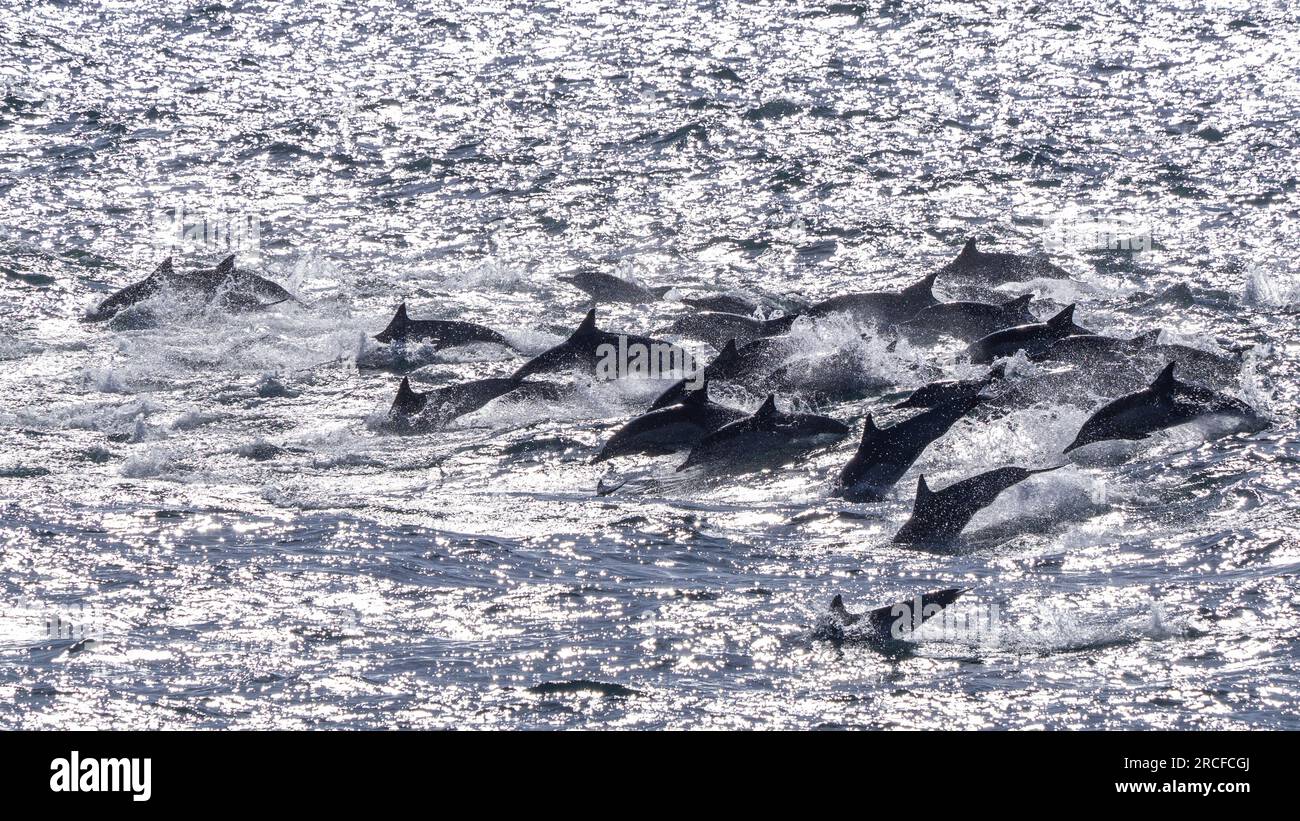 La gousse de dauphin commune, Delphinus delphis, saute dans le canal de San Jose, Baja California sur, Mexique. Banque D'Images