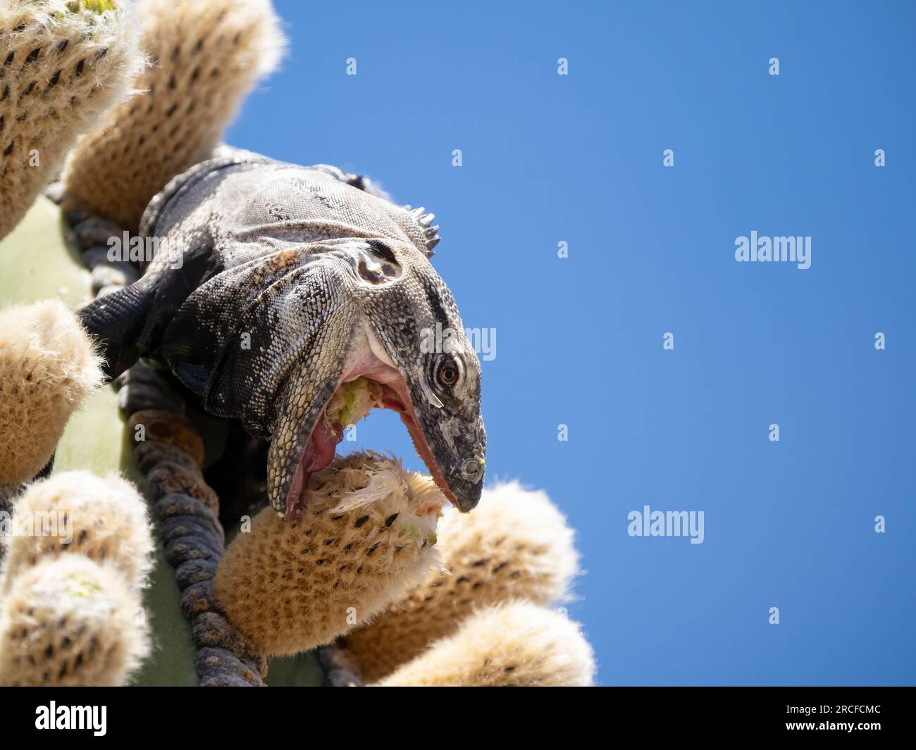 Iguane adulte à queue épineuse, Ctenosaura conspicuosa, se nourrissant de fleurs de cactus de cardon, Isla San Esteban, Basse-Californie. Banque D'Images Iguane adulte à queue épineuse, Ctenosaura conspicuosa, se nourrissant de fleurs de cactus de cardon, Isla San Esteban, Basse-Californie. Banque D'Images