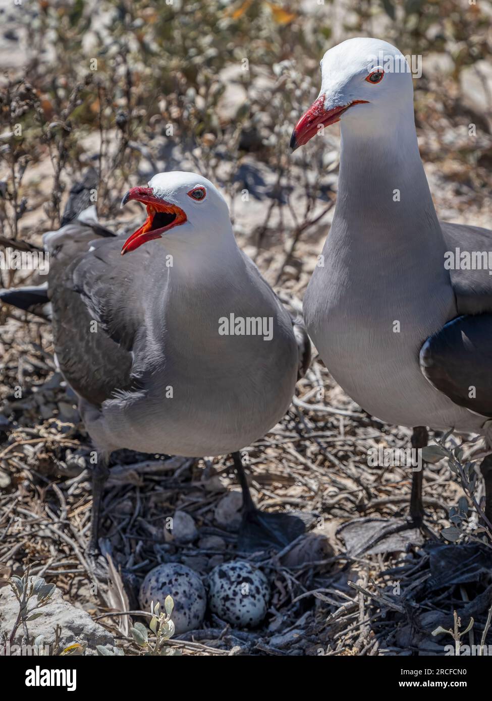 Les goélands adultes de Heermann, Larus heermanni, nichent dans une colonie de reproduction sur Isla Rasa, Basse-Californie, Mexique. Banque D'Images