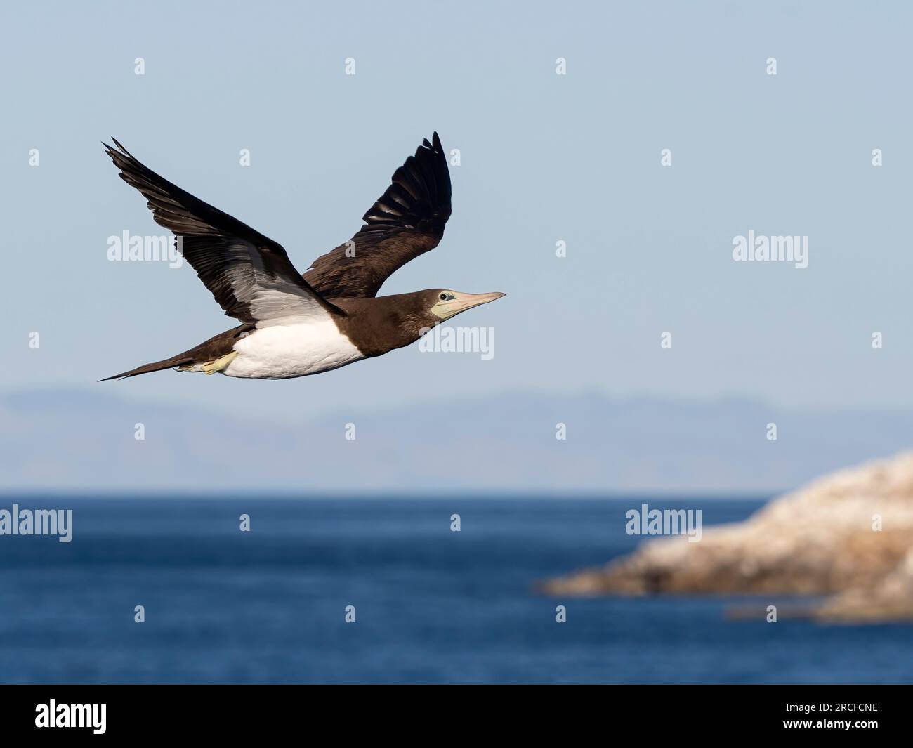 Bébé brun adulte, Sula leucogaster, en vol près de Isla San Pedro Martir, Basse Californie, Mexique. Banque D'Images