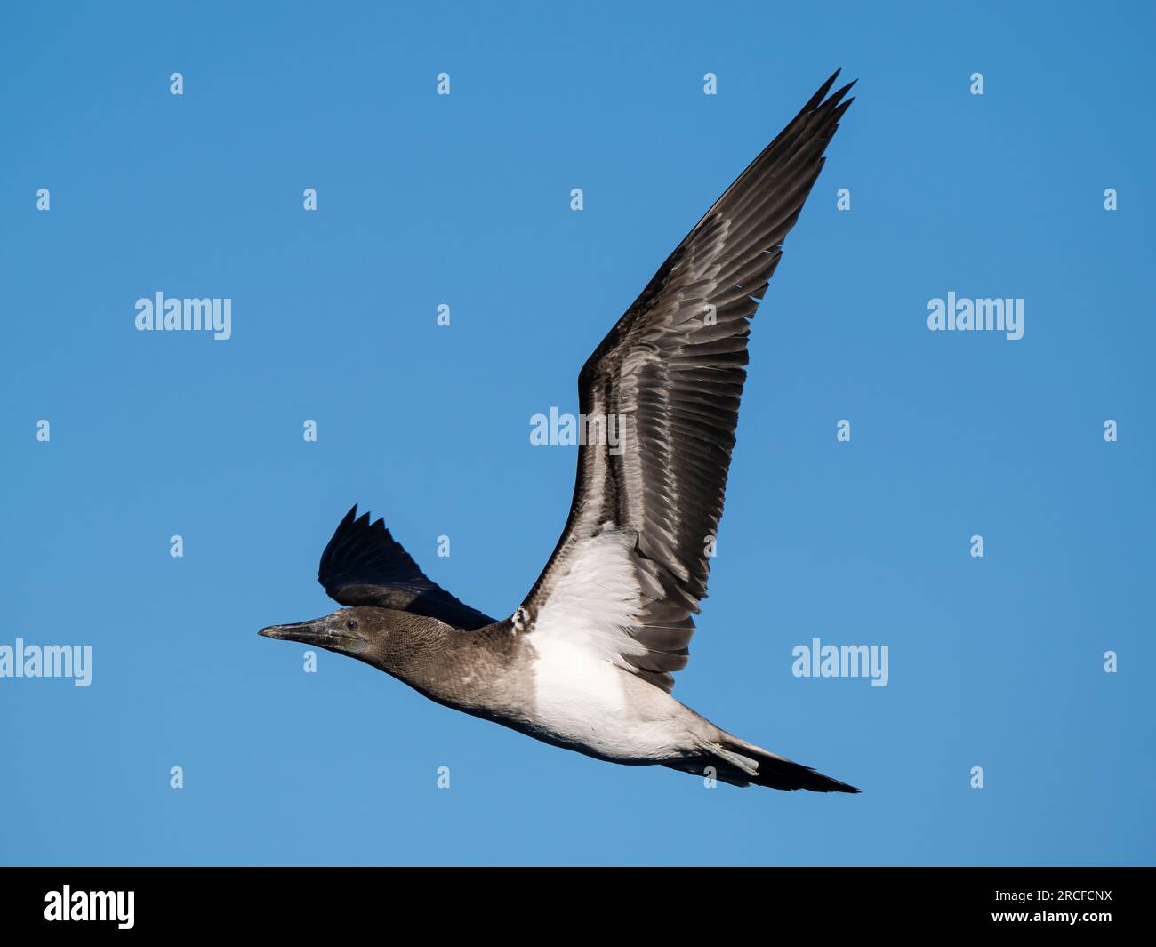 Jeune booby brun, Sula leucogaster, en vol près de Isla San Pedro Martir, Basse Californie, Mexique. Banque D'Images