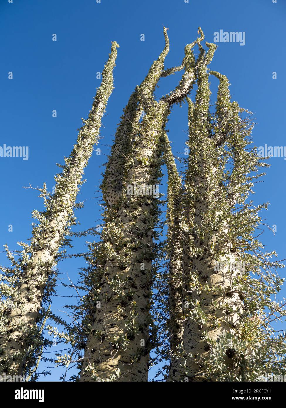 Boojum Tree, ou cirio, Fouquieria columnaris, dans le désert de Sonora, Bahia de los Angeles, Basse Californie, Mexique. Banque D'Images