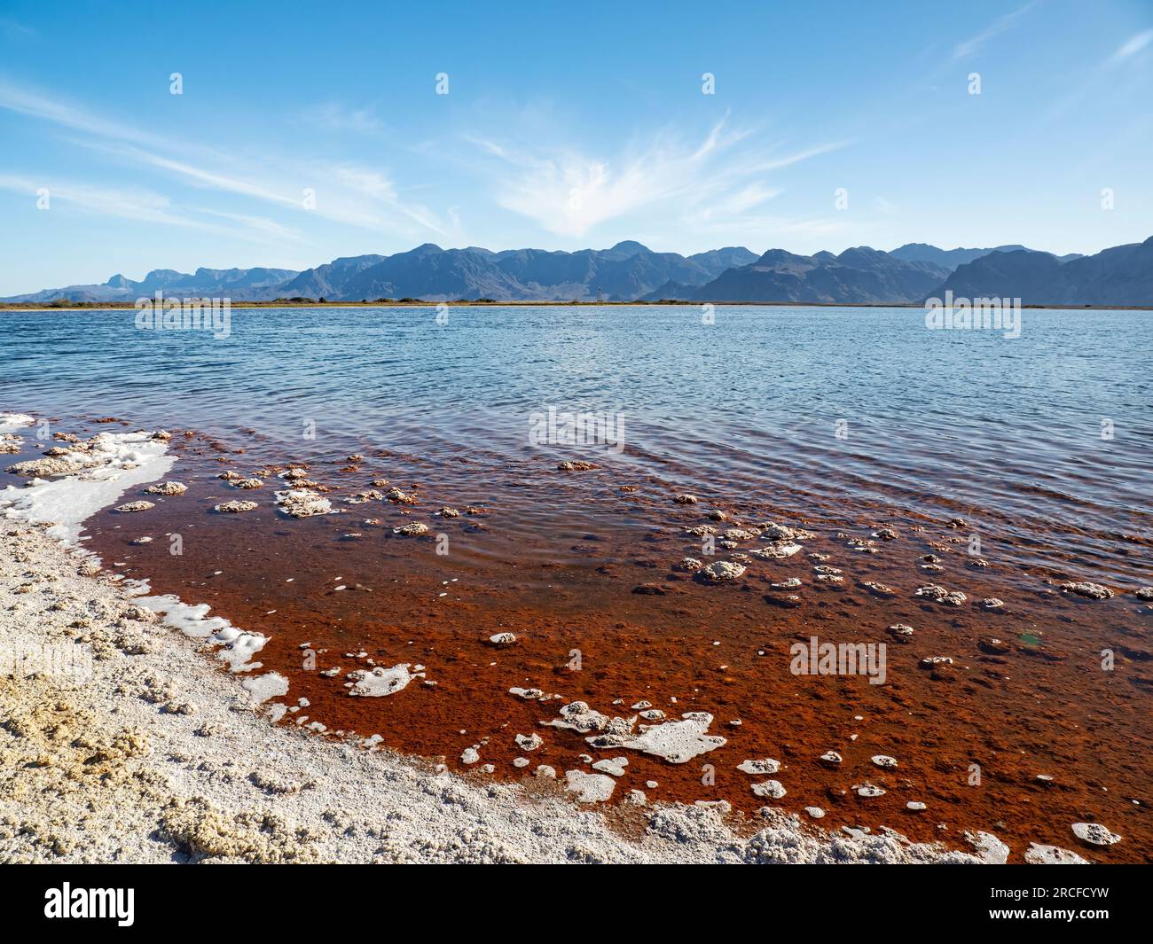Lagune saumâtre avec croissance algale sur Isla San José, Baja California sur, Mexique. Banque D'Images