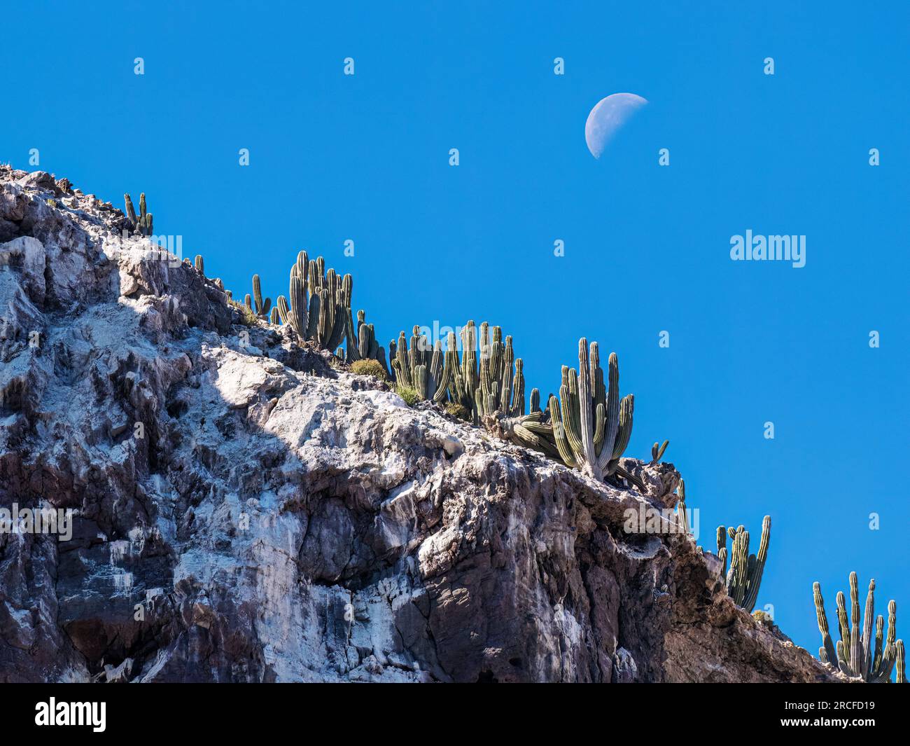 Quart de lune coulant au-dessus de la forêt de cactus de cardon sur Isla San Pedro Martir, Basse Californie, Mexique. Banque D'Images