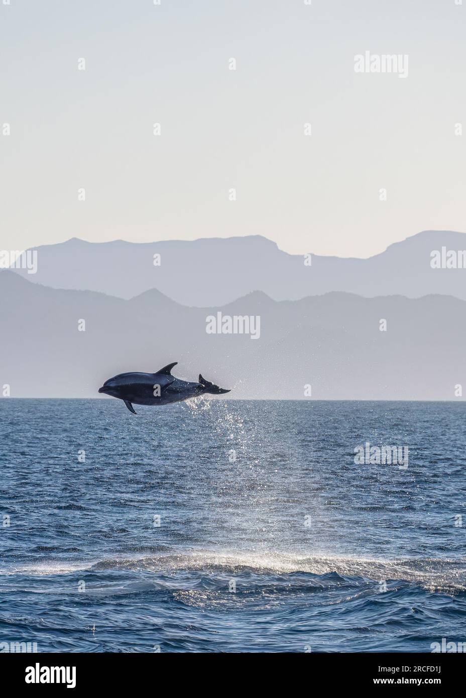 Grand dauphin commun adulte, Tursiops truncatus, sautant au large de Isla San Jose, Baja California sur, Mexique. Banque D'Images