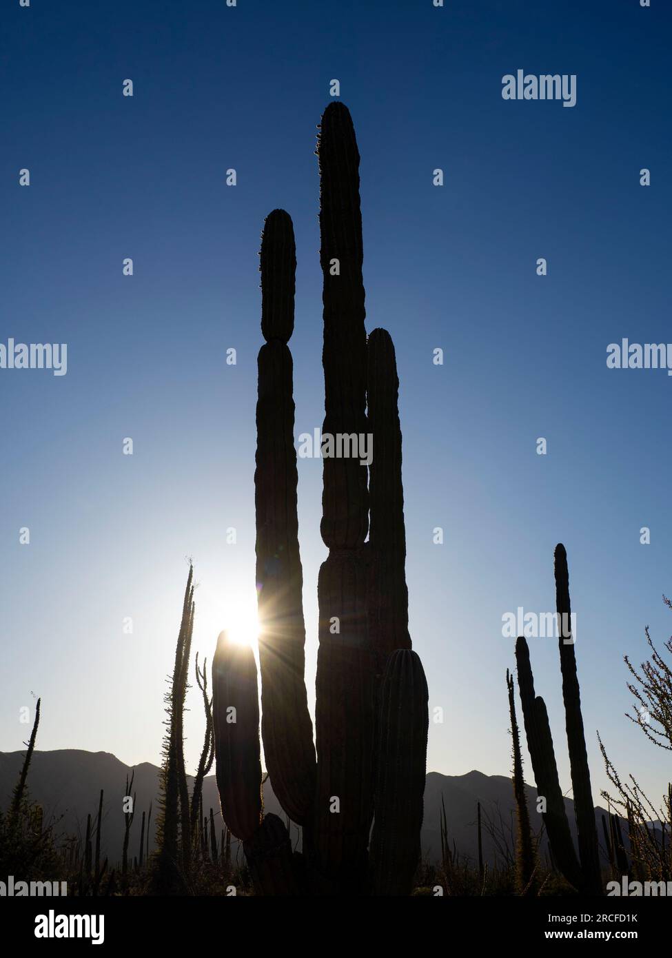 Cardon cactus, Pachycereus pringlei, avec soleil couchant à Bahia de los Angeles, Basse Californie, Mexique. Banque D'Images