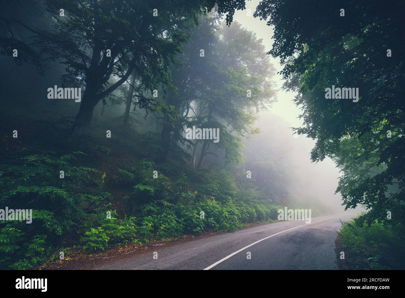 Voyage d'aventure et route dans une forêt à la fogy brumeuse matin dans la montagne avec des lumières du soleil Banque D'Images