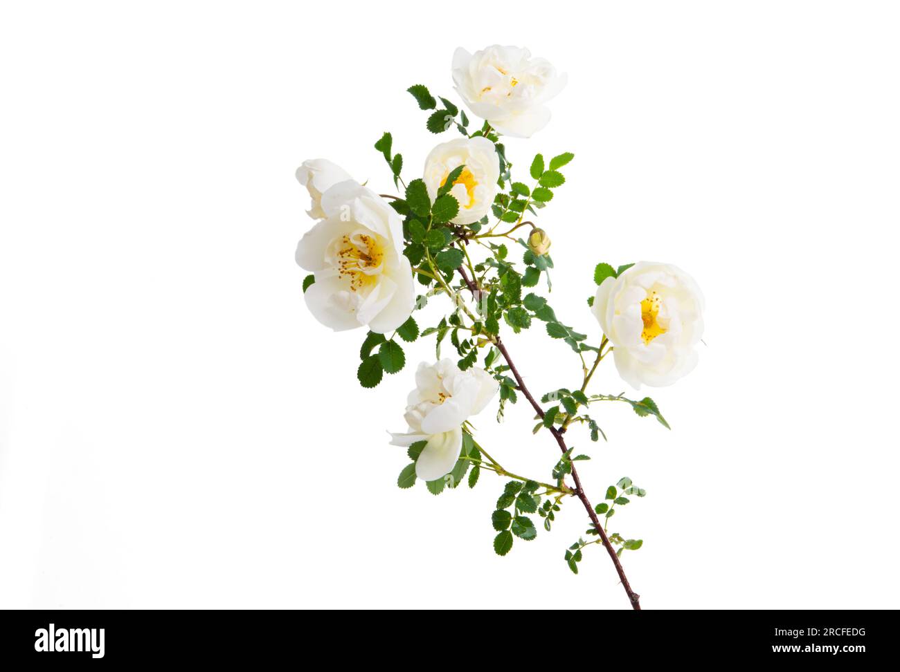 rose sauvage blanche isolée sur fond blanc Banque D'Images