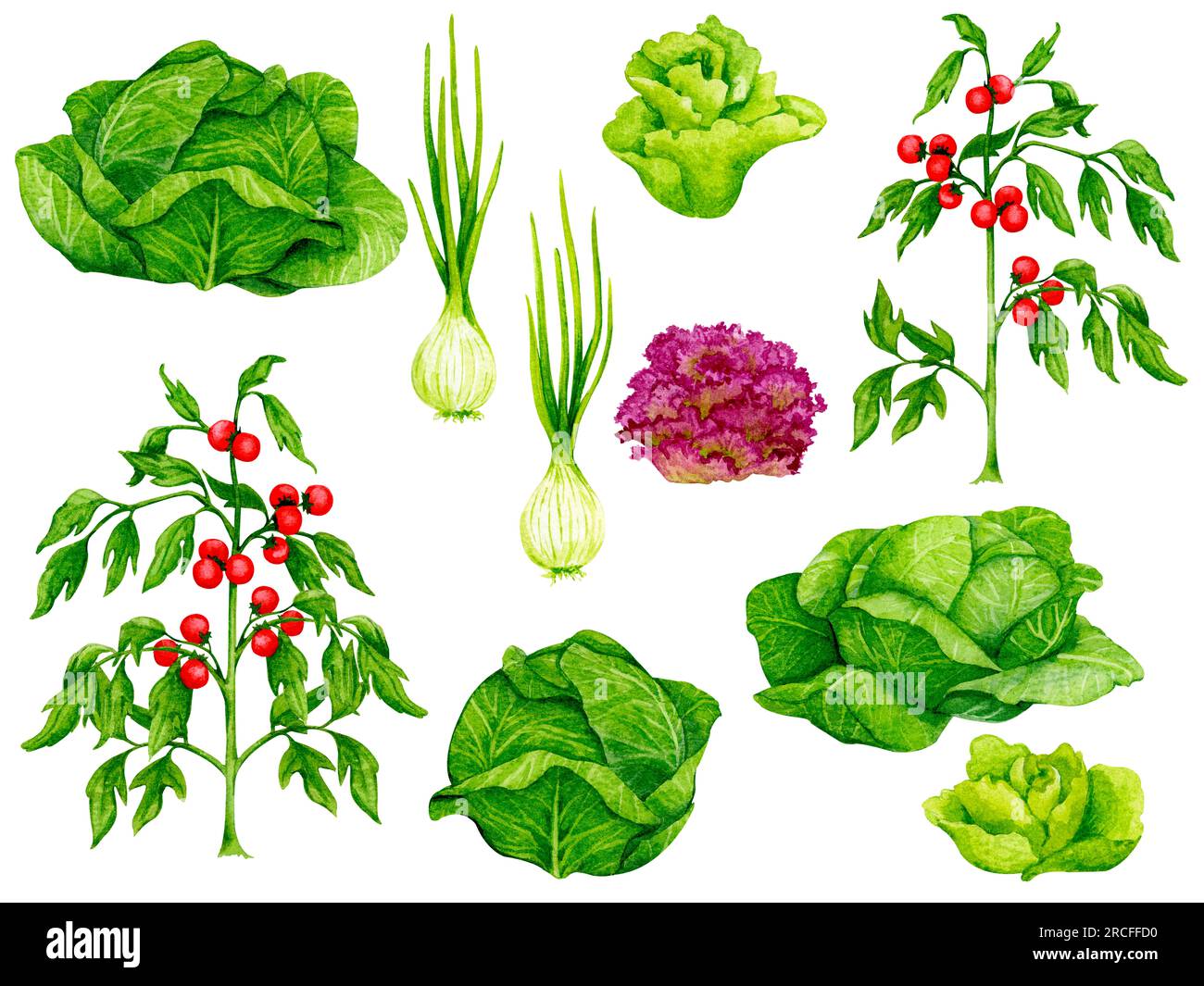 Ensemble de légumes frais : tomates, oignons, chou, salades. Éléments aquarelles sur le thème du jardinage, de la récolte, de l'alimentation saine, illustrations o Banque D'Images
