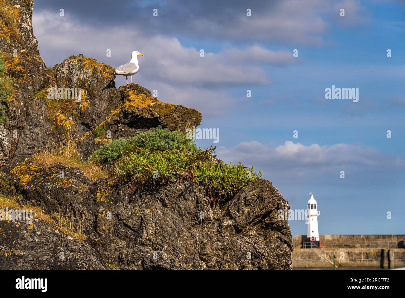 Möwe und der Leuchtturm Victoria Pier Head Lighthouse, Mevagissey, Cornouailles, Angleterre, Großbritannien, Europa | Seagull et Victoria Pier Head Lighth Banque D'Images