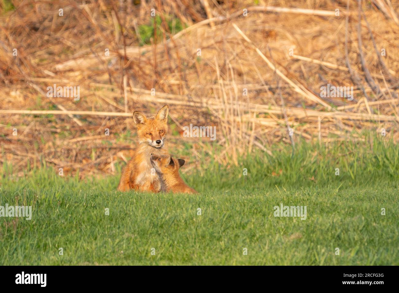 Mère renard rouge (Vulpes vulpes) avec un œil fermé s'assoit avec le kit et regarde la caméra Banque D'Images