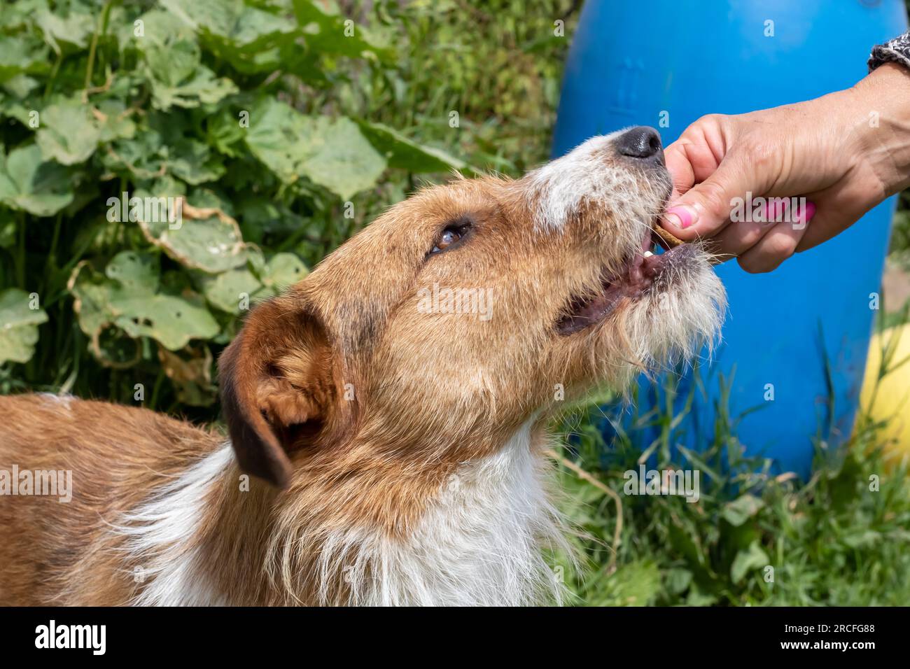Un chien prend un régal de la main d'une personne de près Banque D'Images