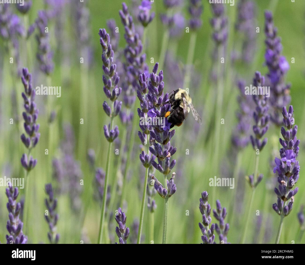 gros plan d'un gros bourdon de miel sur un bouquet de fleurs de lavande recueillant du pollen, avec ses pattes remplies de pollen. Banque D'Images