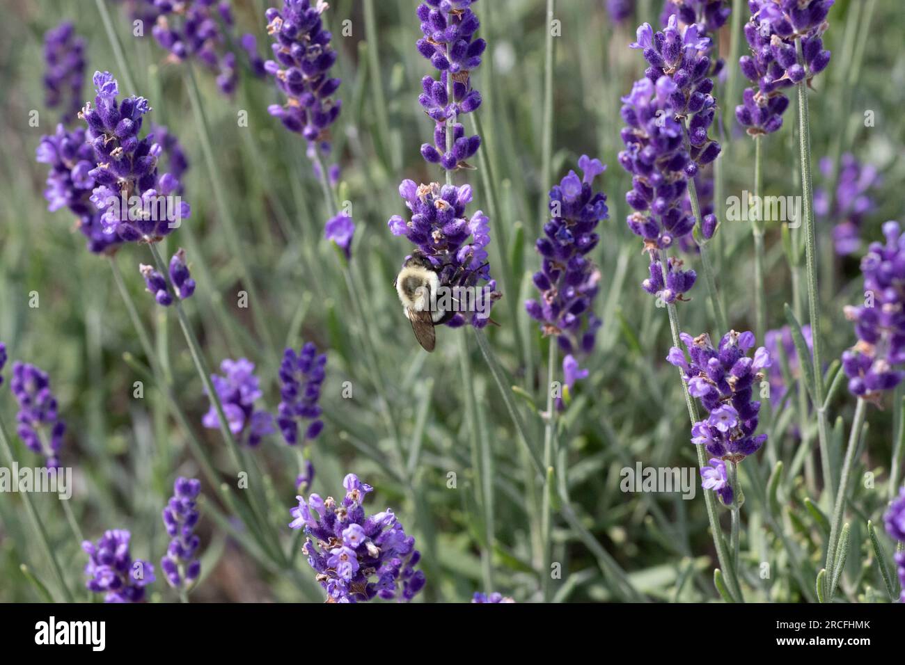 grande abeille bourdon de miel sur les fleurs de lavande recueillant le pollen ses ailes immobiles sur les fleurs violettes. Banque D'Images