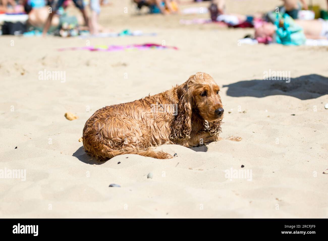 Belles images de vue prises de la vie marine pendant mon voyage Banque D'Images